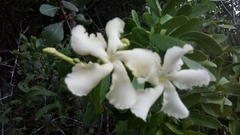 Echites umbellatus