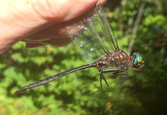 Somatochlora williamsoni