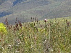 Paranomus longicaulis