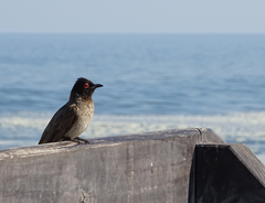 Pycnonotus nigricans