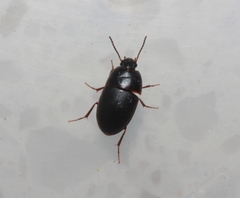 Gondwanocrypticus platensis