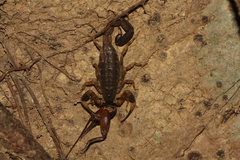 Lychas mucronatus