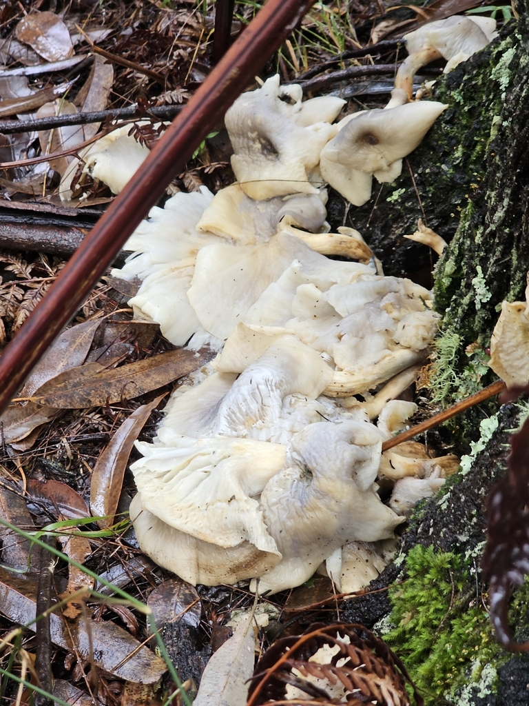 Omphalotus nidiformis · April 2025 · photo: © twan3253 (iNaturalist, cc-by)