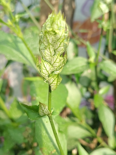 Image of Justicia betonica by (c) sumathiprakash, some rights reserved (CC BY)