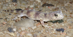 Ptenopus carpi