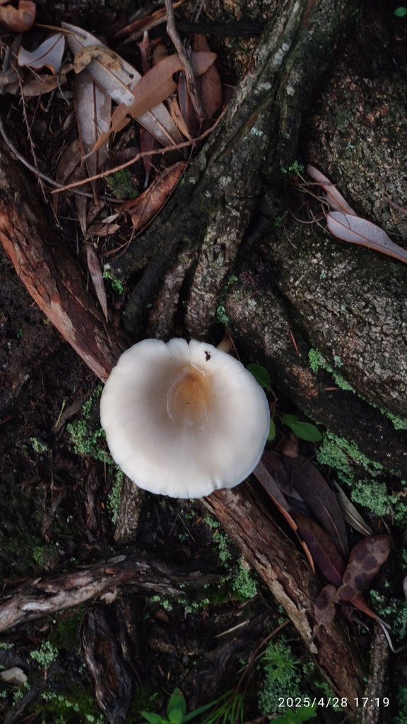 Omphalotus nidiformis · April 2025 · photo: © eliasfreyhof36614 (iNaturalist, cc-by)