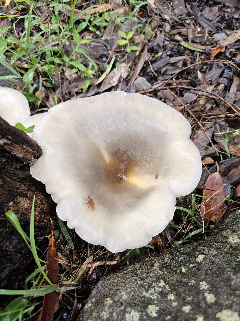 Omphalotus nidiformis · April 2025 · photo: © twan3253 (iNaturalist, cc-by)