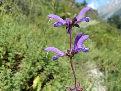 Salvia virgata