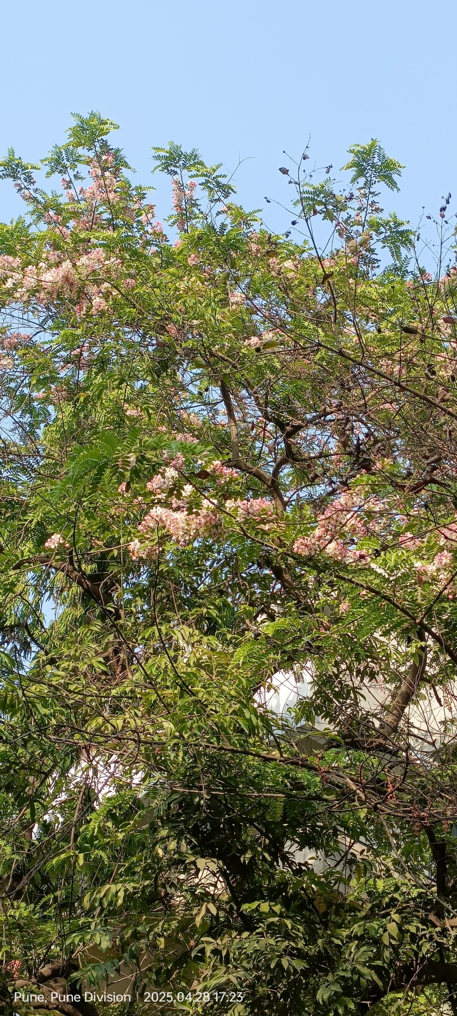 Imagem de Sibipiruna