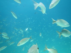 Haemulon maculicauda