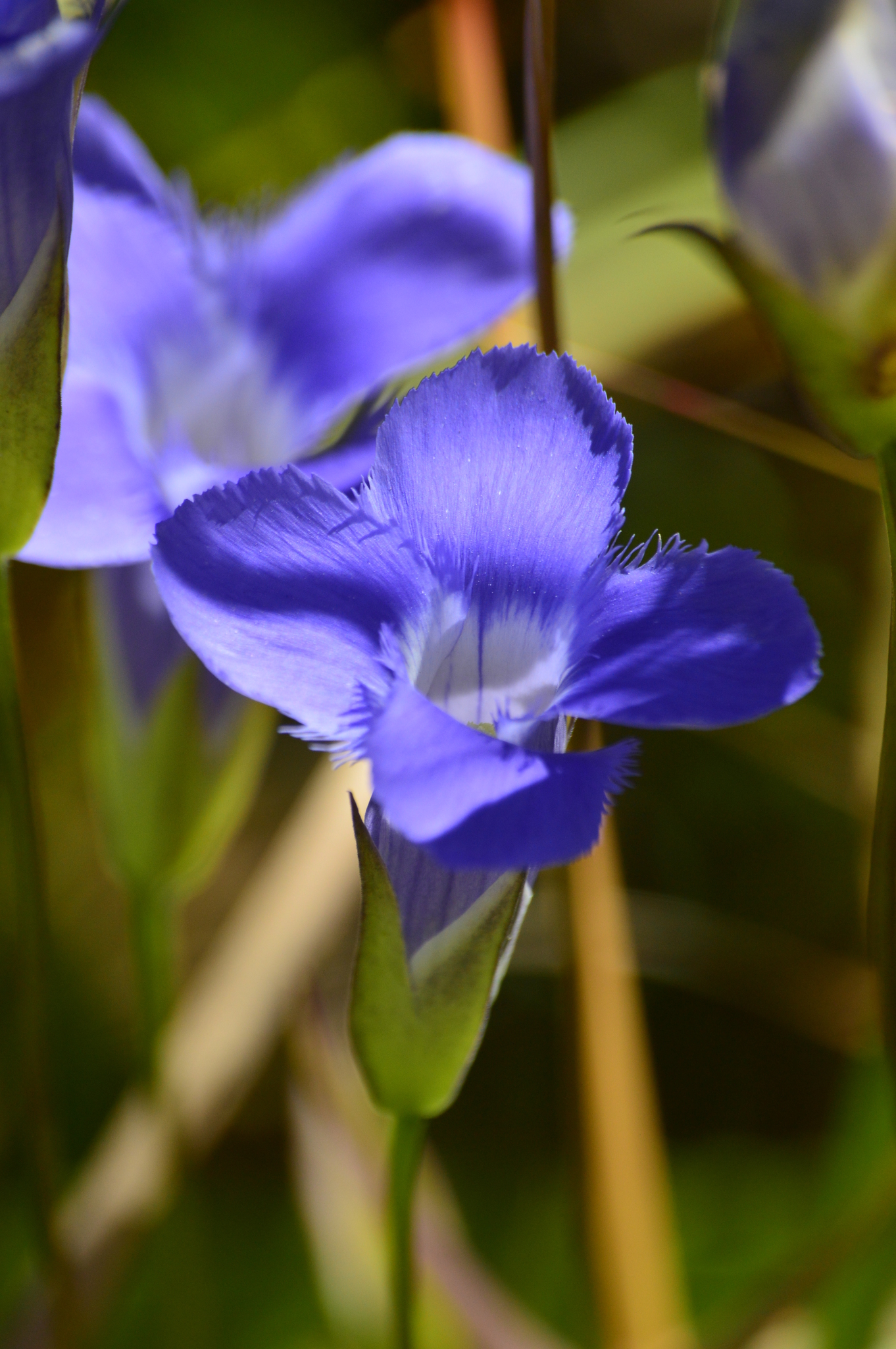 Gentianopsis virgata