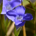 Lesser Fringed Gentian - Photo (c) Mark Kluge, some rights reserved (CC BY-NC-ND)