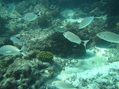 Haemulon maculicauda