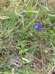 Gentiana affinis