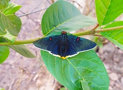 Phocides polybius