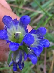 Gentiana affinis