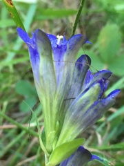 Gentiana affinis