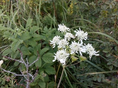 Heracleum chorodanum