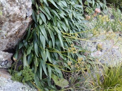 Valeriana jelenevskyi