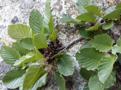 Rhamnus microcarpa