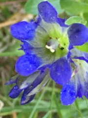 Gentiana affinis
