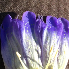 Gentiana affinis