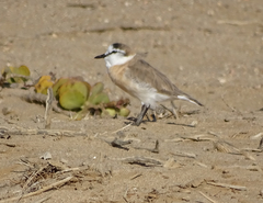 Charadrius marginatus marginatus