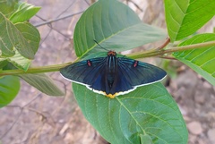 Phocides polybius