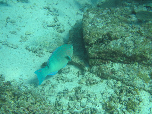 Blauwbruine papegaaivis (Scarus compressus) — Scaridae — 5