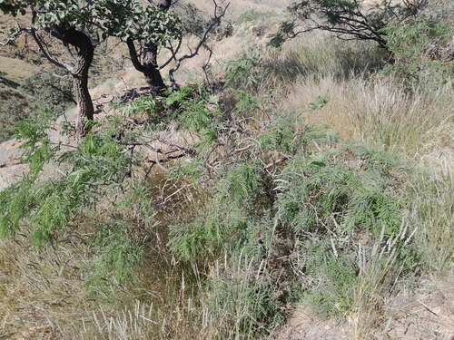 Image of Entada rangei by no rights reserved