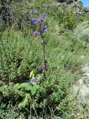 Salvia virgata