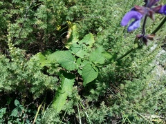 Salvia virgata