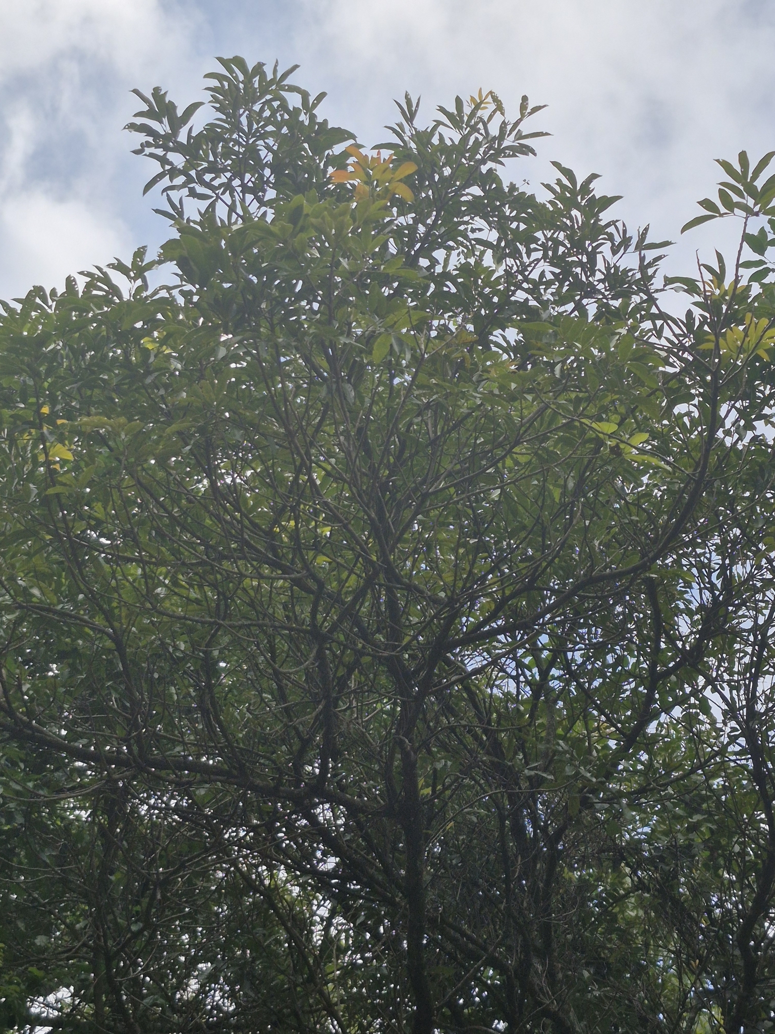 Imagem de Pau-pombo