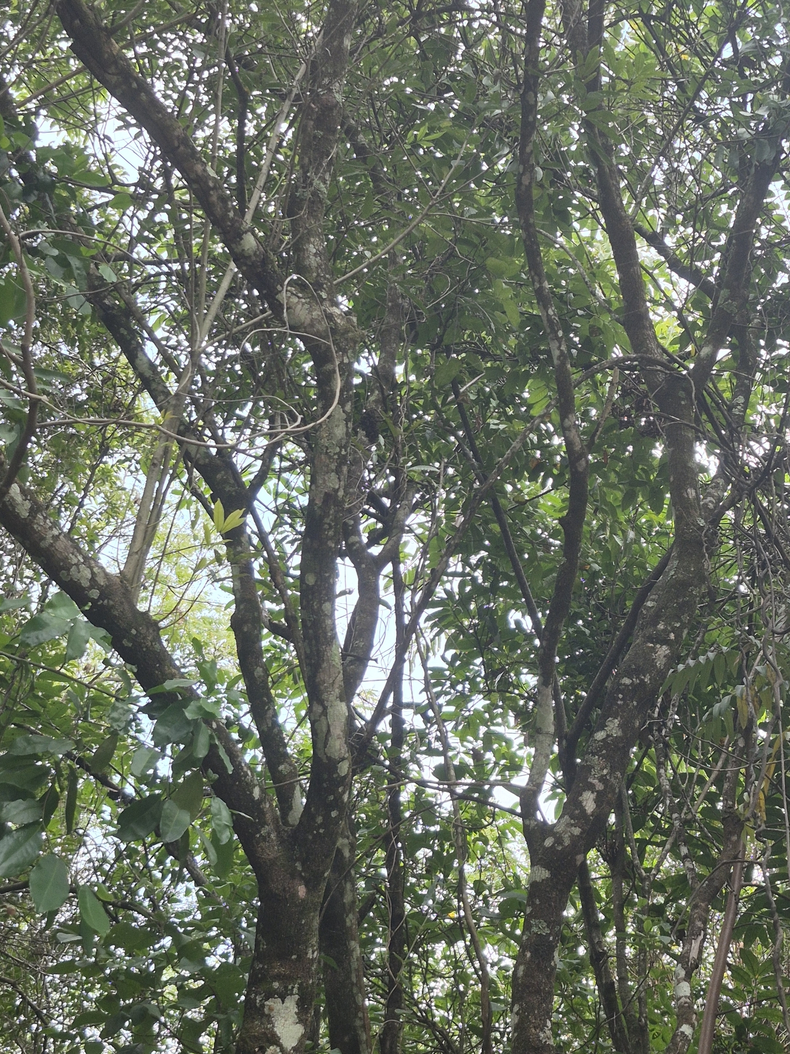 Imagem de Pau-pombo