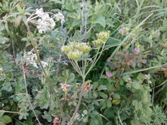 Heracleum chorodanum