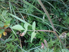 Heracleum chorodanum