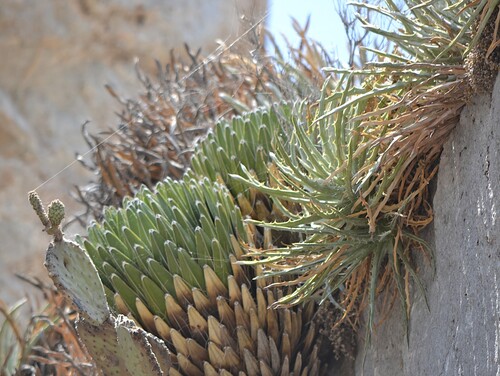 Agave victoriae-reginae
