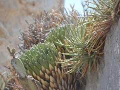 Agave victoriae-reginae