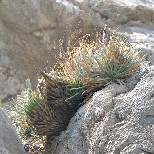 Image of Agave victoriae by (c) Mauricio Calderón, some rights reserved (CC BY)