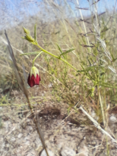 Image of Hermannia modesta by no rights reserved