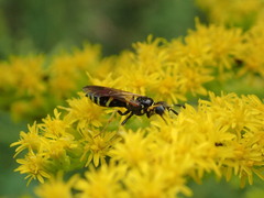 Philanthus lepidus