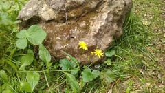 Lapsana communis intermedia