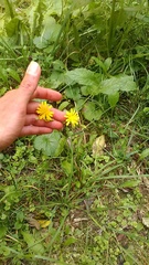 Lapsana communis intermedia