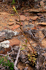 Anacampseros telephiastrum