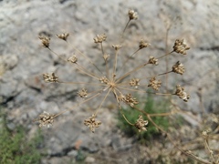 Seseli pallasii