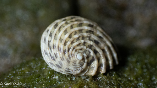 Nerita exuvia, 2025-04-15