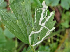 Phytomyza ranunculi