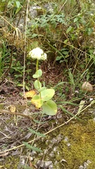 Hylotelephium caucasicum