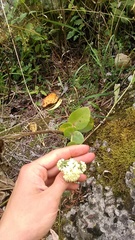 Hylotelephium caucasicum