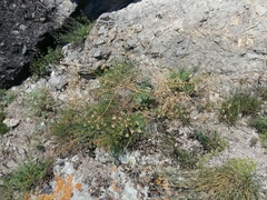 Seseli pallasii